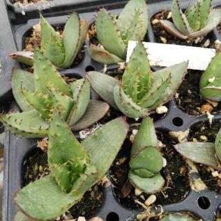 Aloe Aculeata