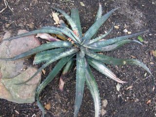 Aloe Prostrata