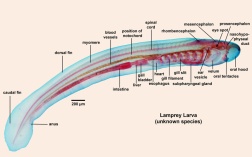 Notochord and Spinal Cord in a Vertebrate